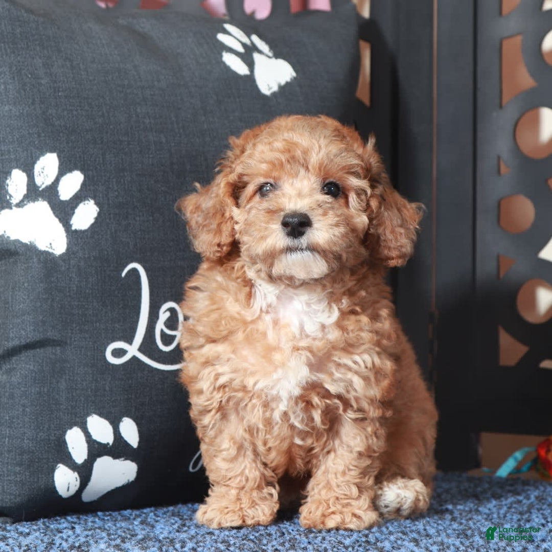 Toy Poodle dogs for sale: Cricket - Ad 3