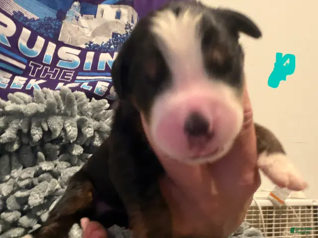 Bernese Mountain Dog dogs Teal - Ad 13