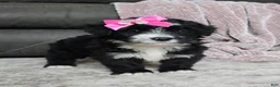 Mini Bernedoodle dogs for sale: Mini Wanda - Ad 11