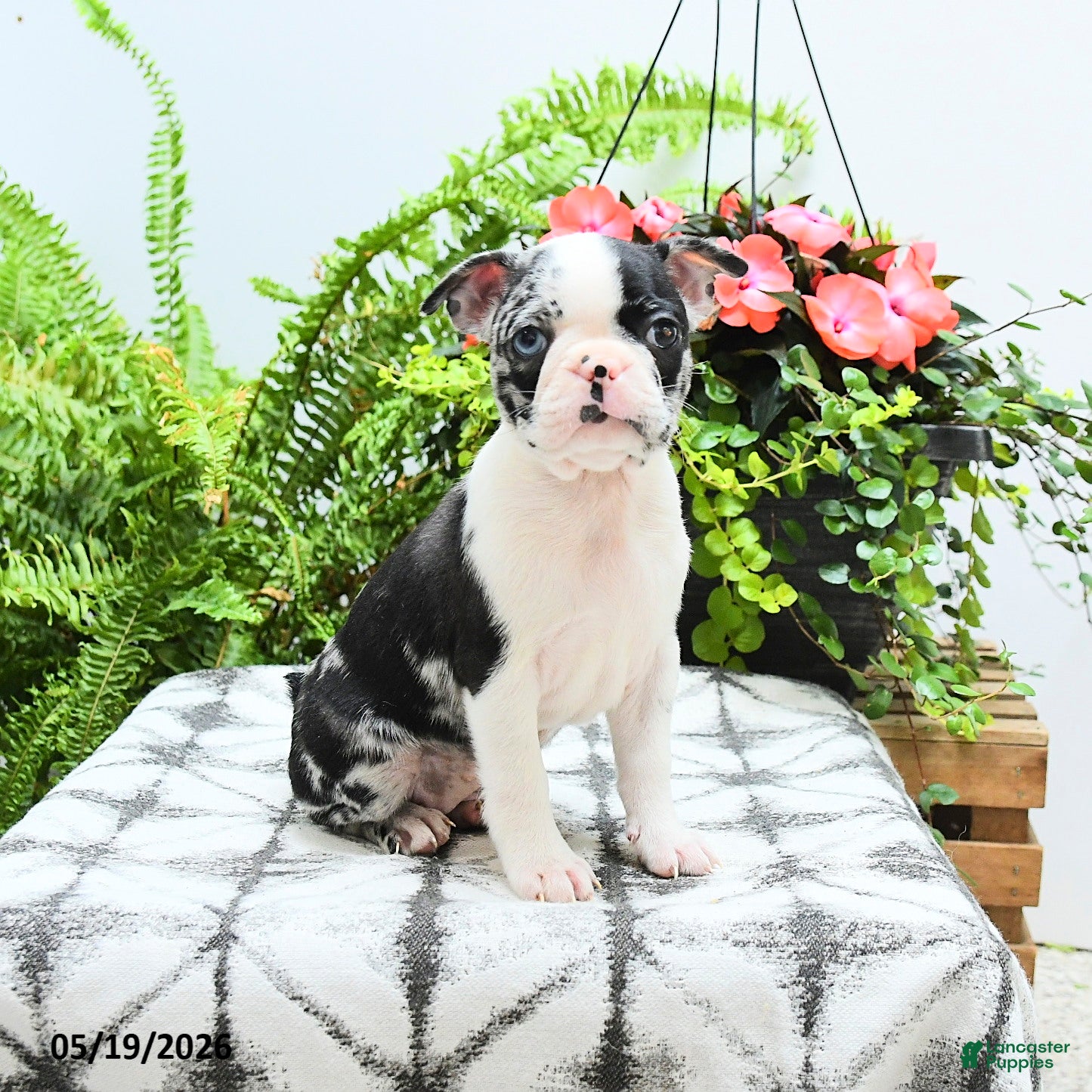 Boston Terrier dogs Alani - Ad 1