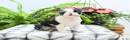 Boston Terrier dogs for sale: Alani - Ad 1