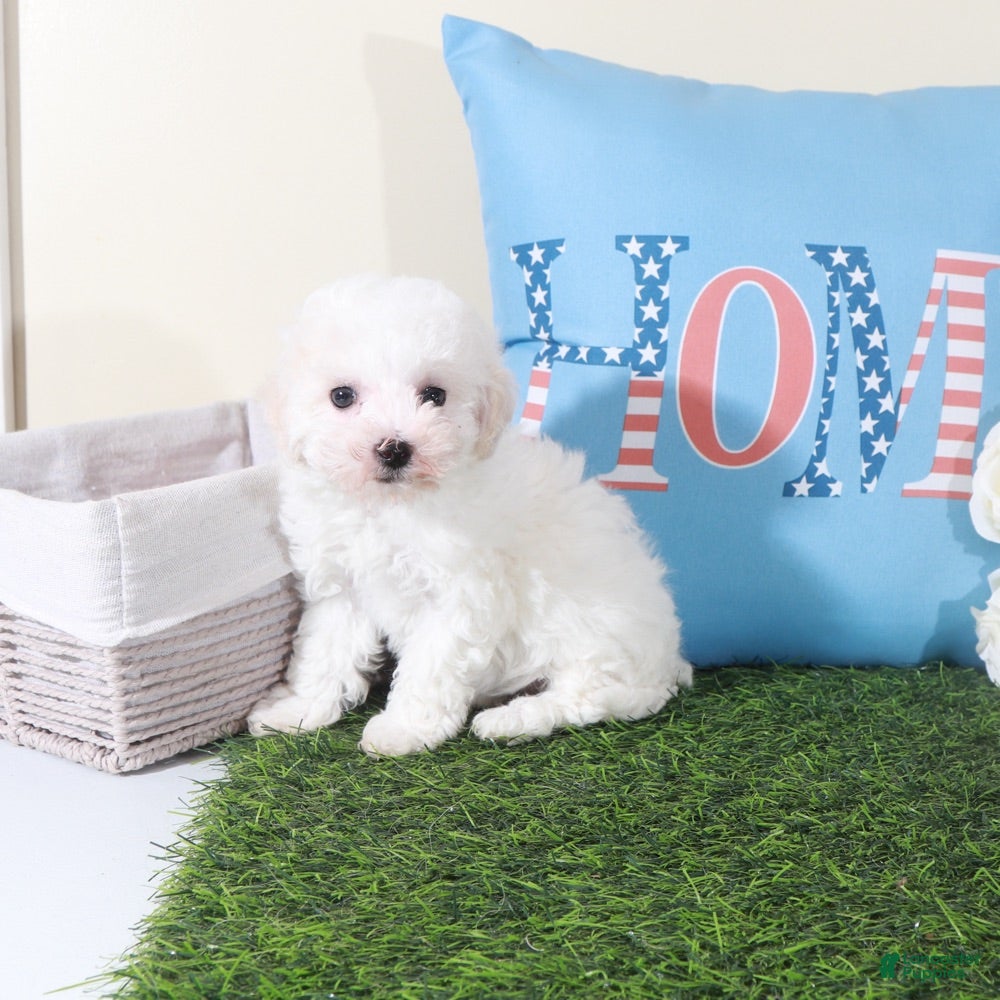 Bichon Frise dogs Rachel-Precious Female Bichon Frise Puppy - Ad 2