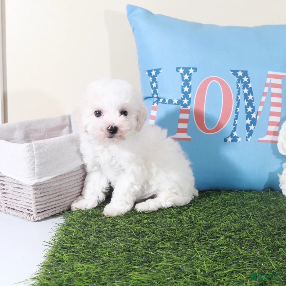 Bichon Frise dogs for sale: Rachel-Precious Female Bichon Frise Puppy - Ad 2