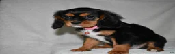 Cavalier King Charles Spaniel dogs for sale: Tessa - Ad 6
