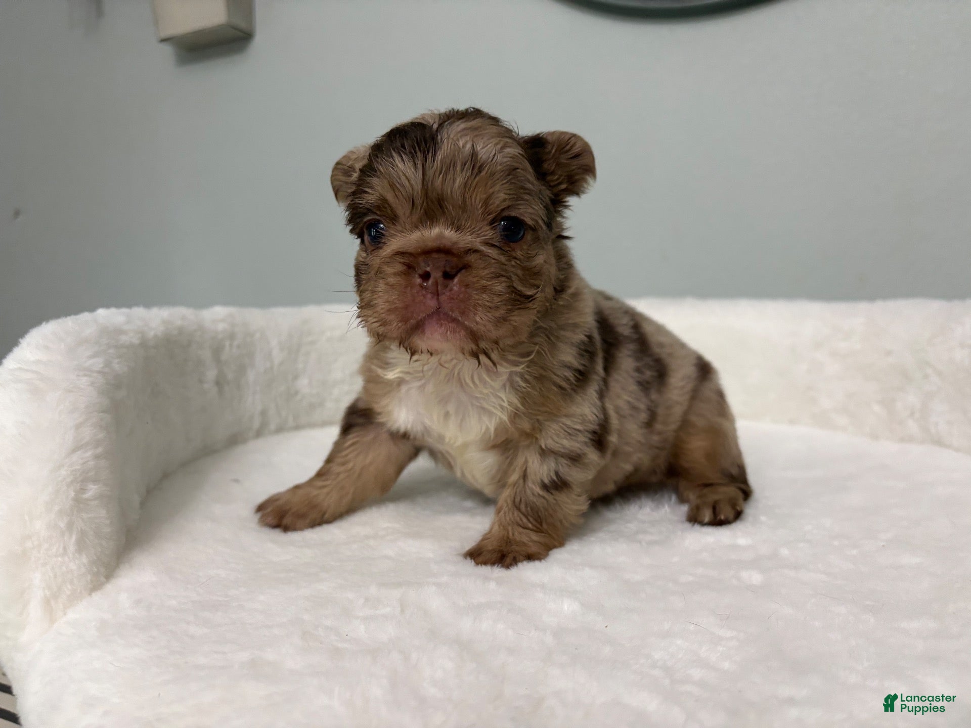 French Bulldog dogs for sale: French Bulldog 1 - Ad 1