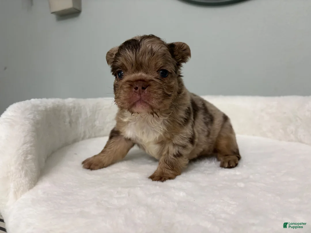 French Bulldog dogs for sale: French Bulldog 1 - Ad 1