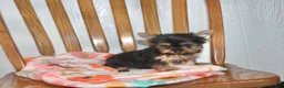 Yorkshire Terrier dogs for sale: Angie - Ad 4