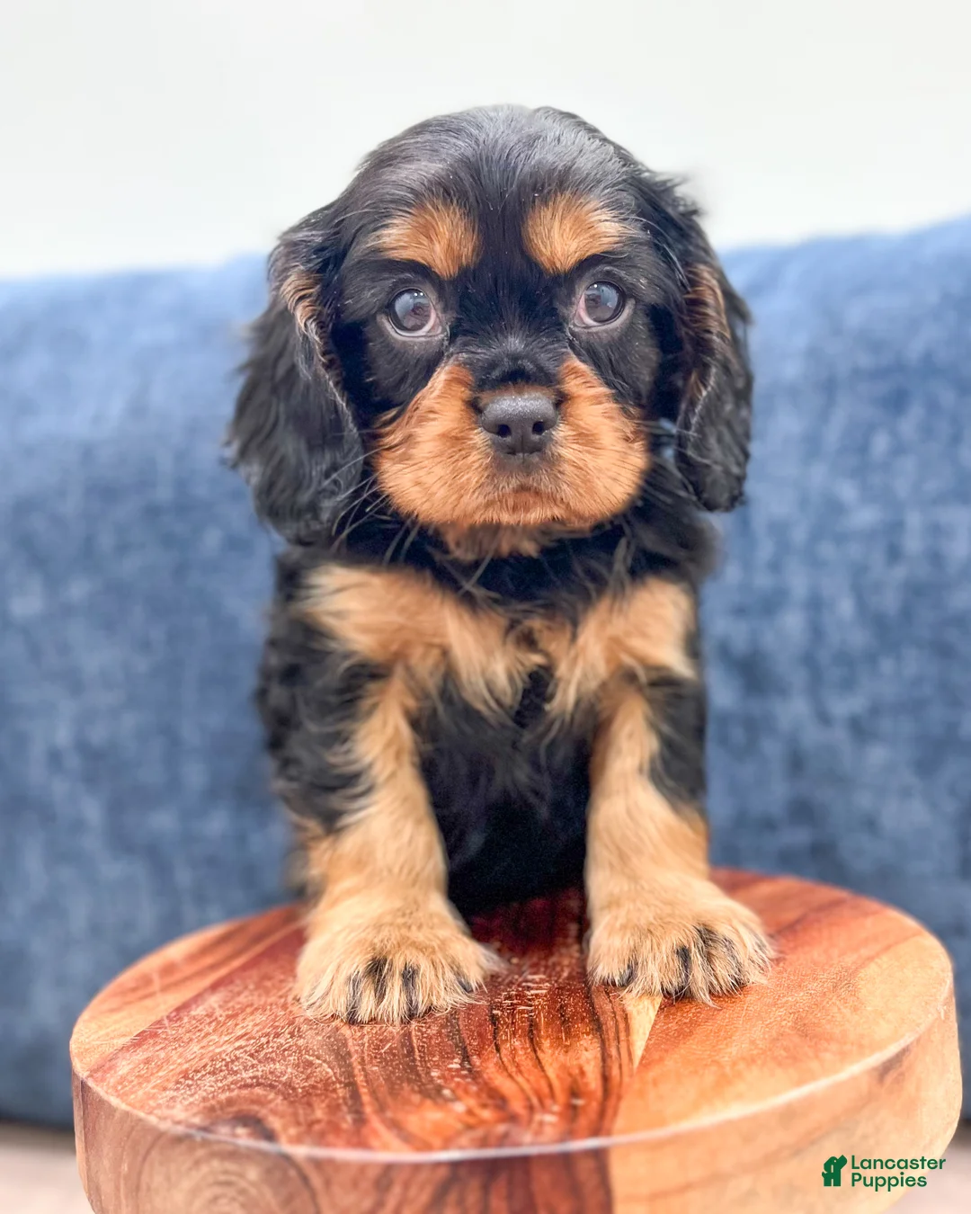Cavalier King Charles Spaniel dogs for sale: Cody - Ad 2