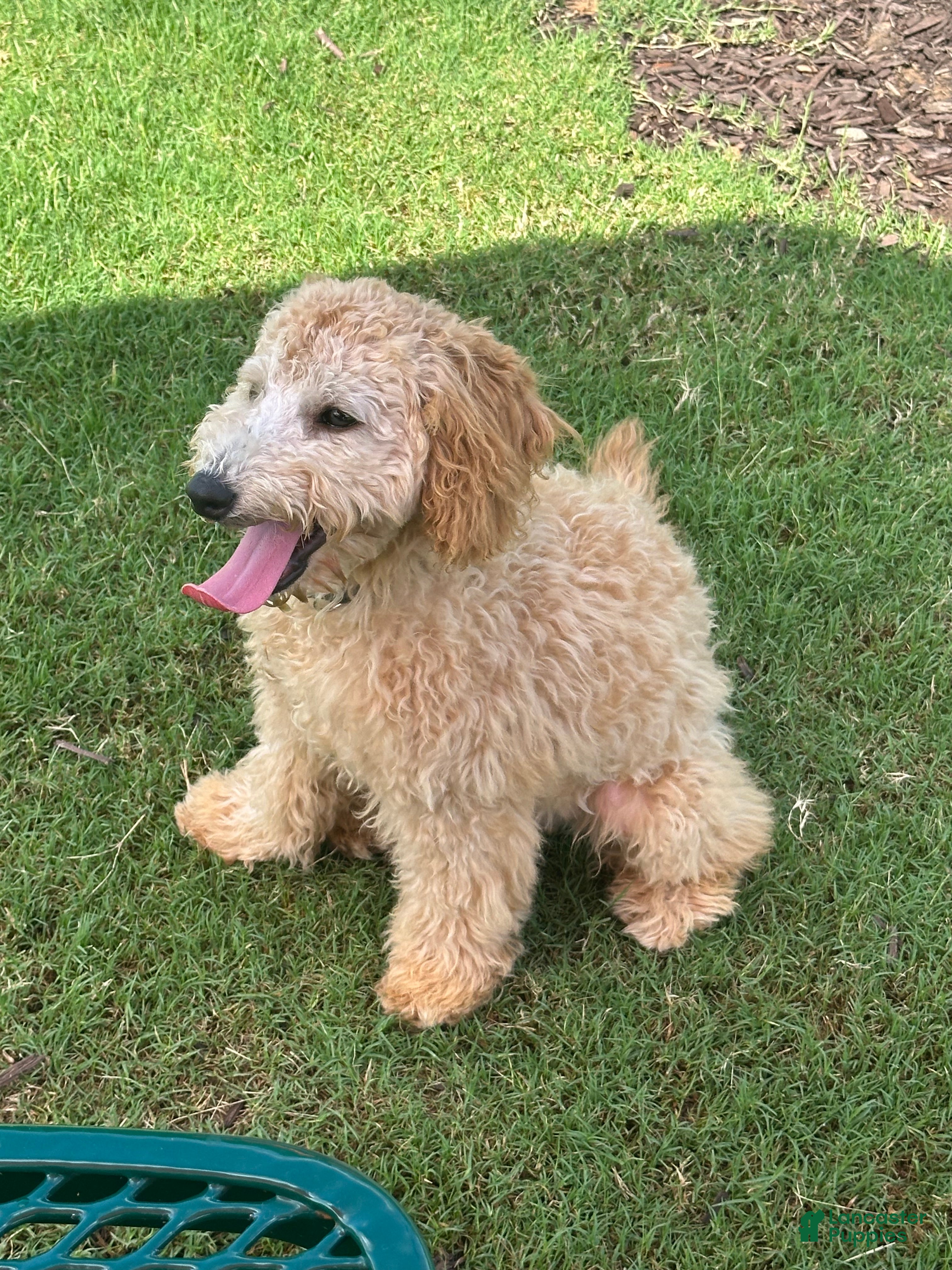 Miniature Poodle dogs Miniature Poodle Puppy 4 - Ad 10