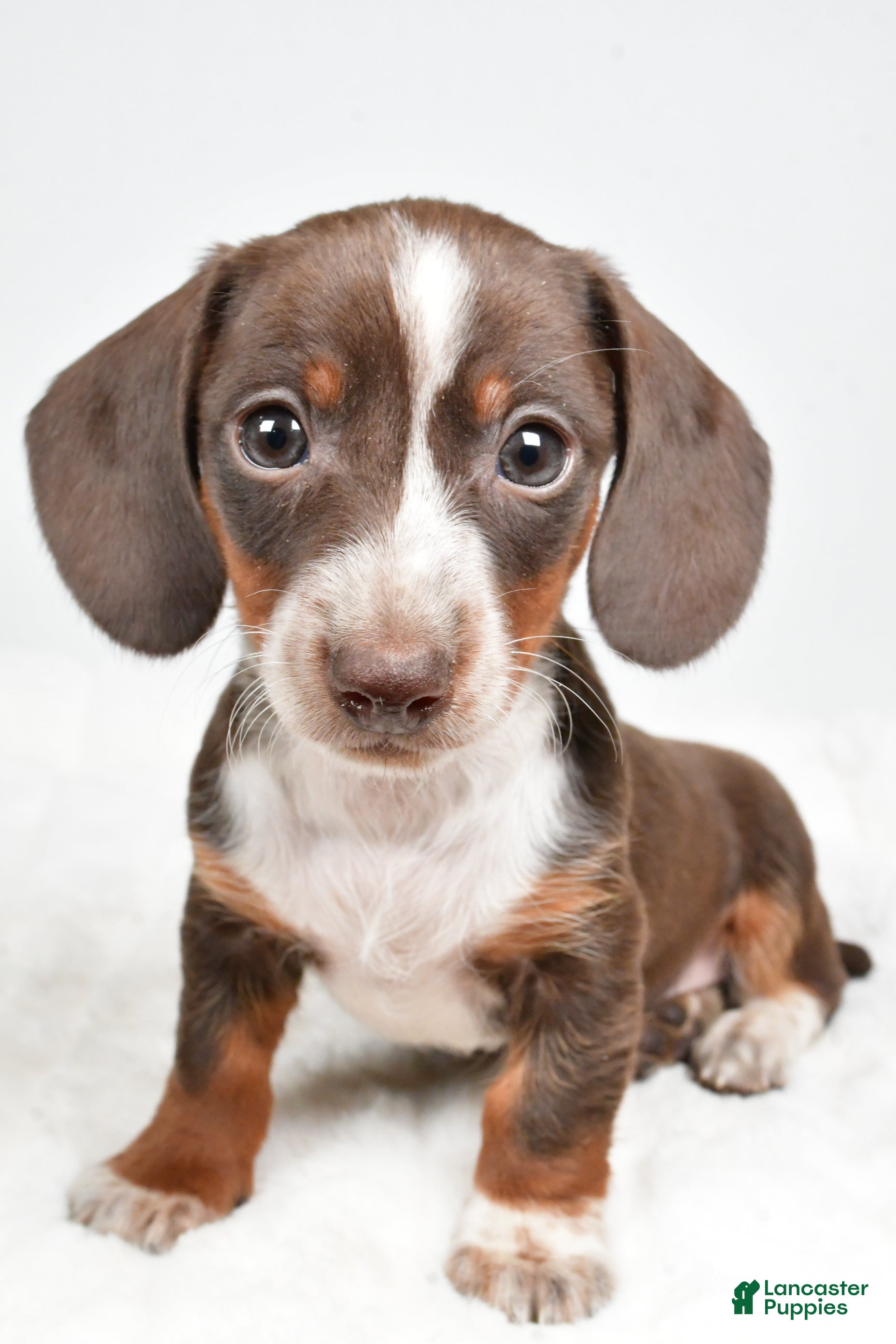 Dachshund dogs Theo - Ad 22