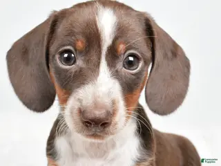 Dachshund dogs Theo - Ad 22