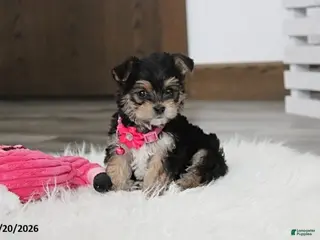 Yochon dogs Molly - Ad 1