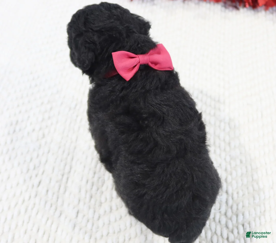 Toy Poodle dogs for sale: Sweet Pea - Ad 6