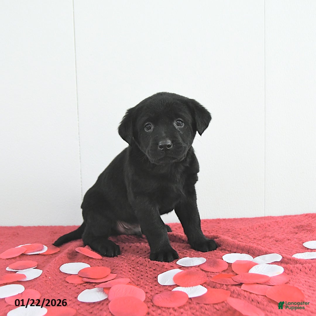 Labrador Retriever dogs for sale: Oliver - Ad 1