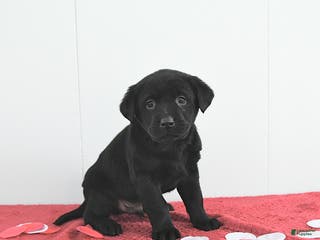Labrador Retriever dogs Oliver - Ad 36