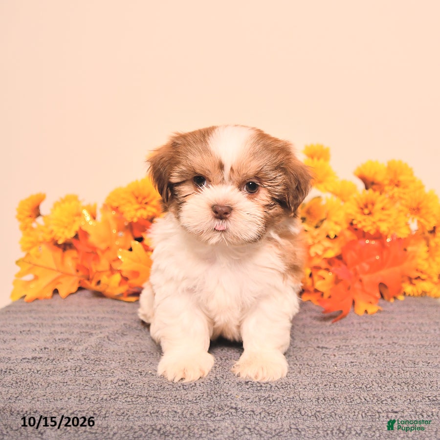 Shih Tzu dogs Luca - Ad 2