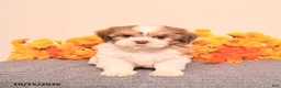 Shih Tzu dogs for sale: Luca - Ad 2