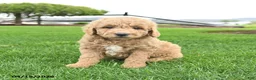 Mini Goldendoodle dogs for sale: Cash - Ad 4