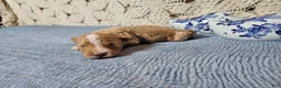 Mini Goldendoodle dogs for sale: Colonel mustard - Ad 3