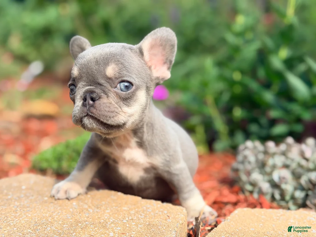 French Bulldog dogs for sale: Sadie French Bulldog 3 - Ad 2