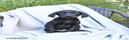 Labrador Retriever dogs for sale: Malaska  - Ad 2