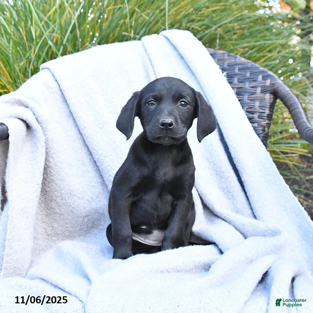 Labrador Retriever dogs for sale: Malaska  - Ad 2
