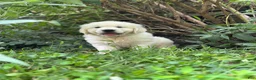 Golden Retriever dogs for sale: Golden Retriever 1 - Ad 4