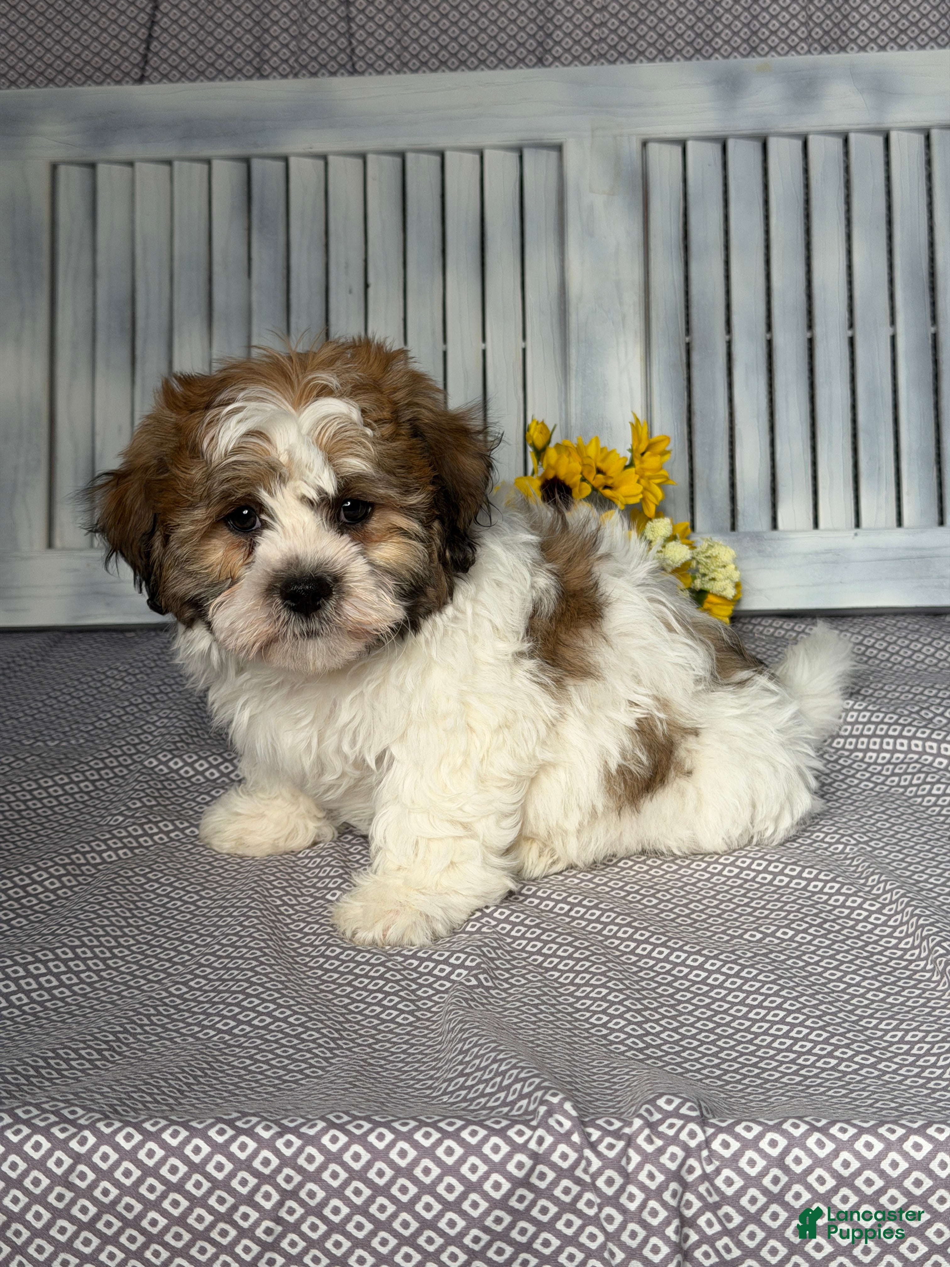 Teddy Bear dogs Nick - Ad 2