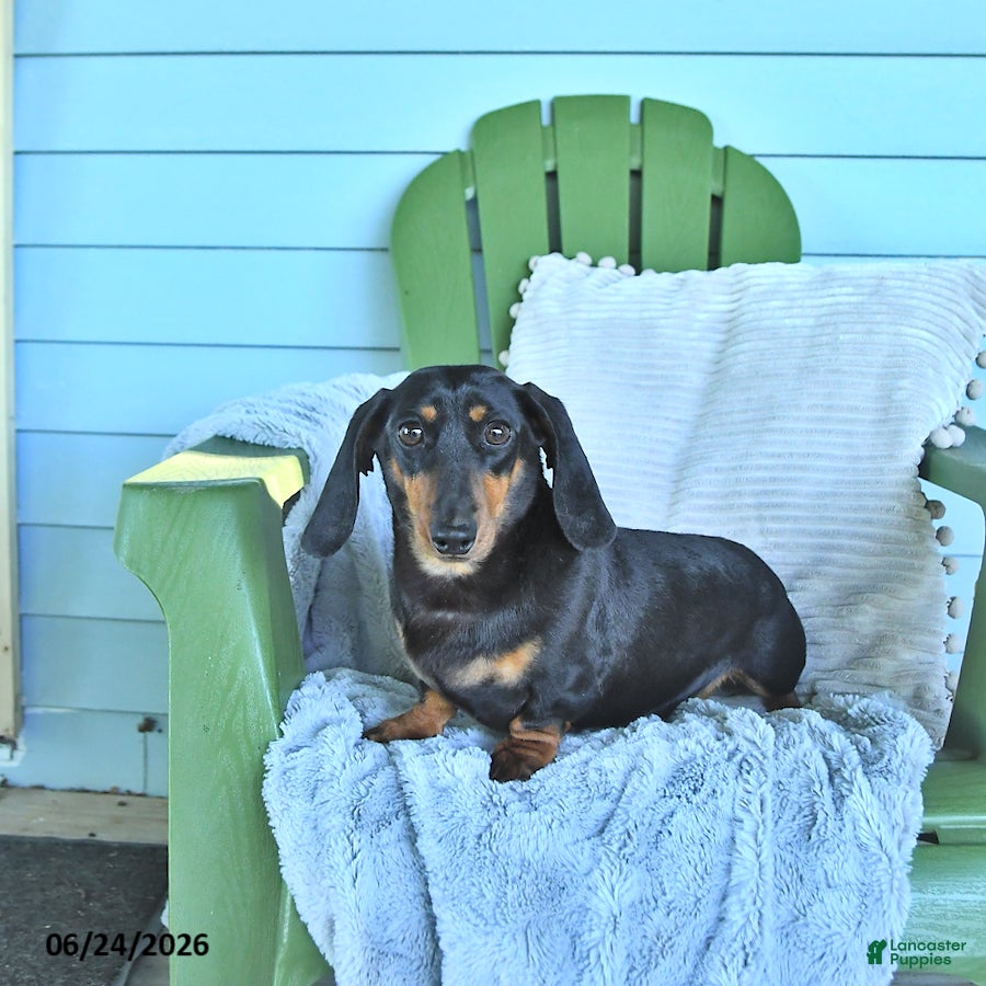 Miniature Dachshund dogs Felicity - Ad 2
