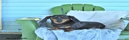 Miniature Dachshund dogs for sale: Felicity - Ad 2