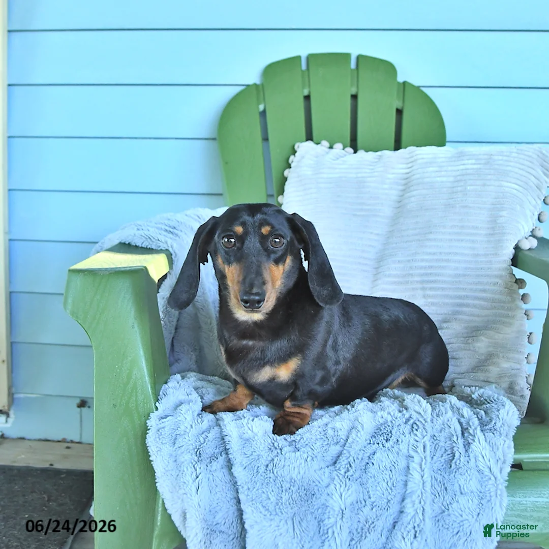 Miniature Dachshund dogs for sale: Felicity - Ad 2