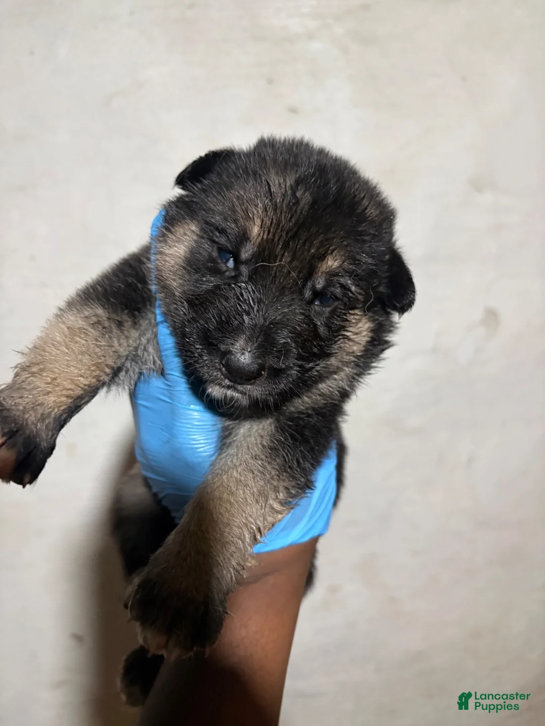 German Shepherd dogs for sale: German Shepherd 5 - Ad 8