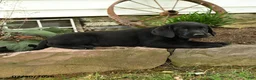 Labrador Retriever dogs for sale: Explorer - Ad 5