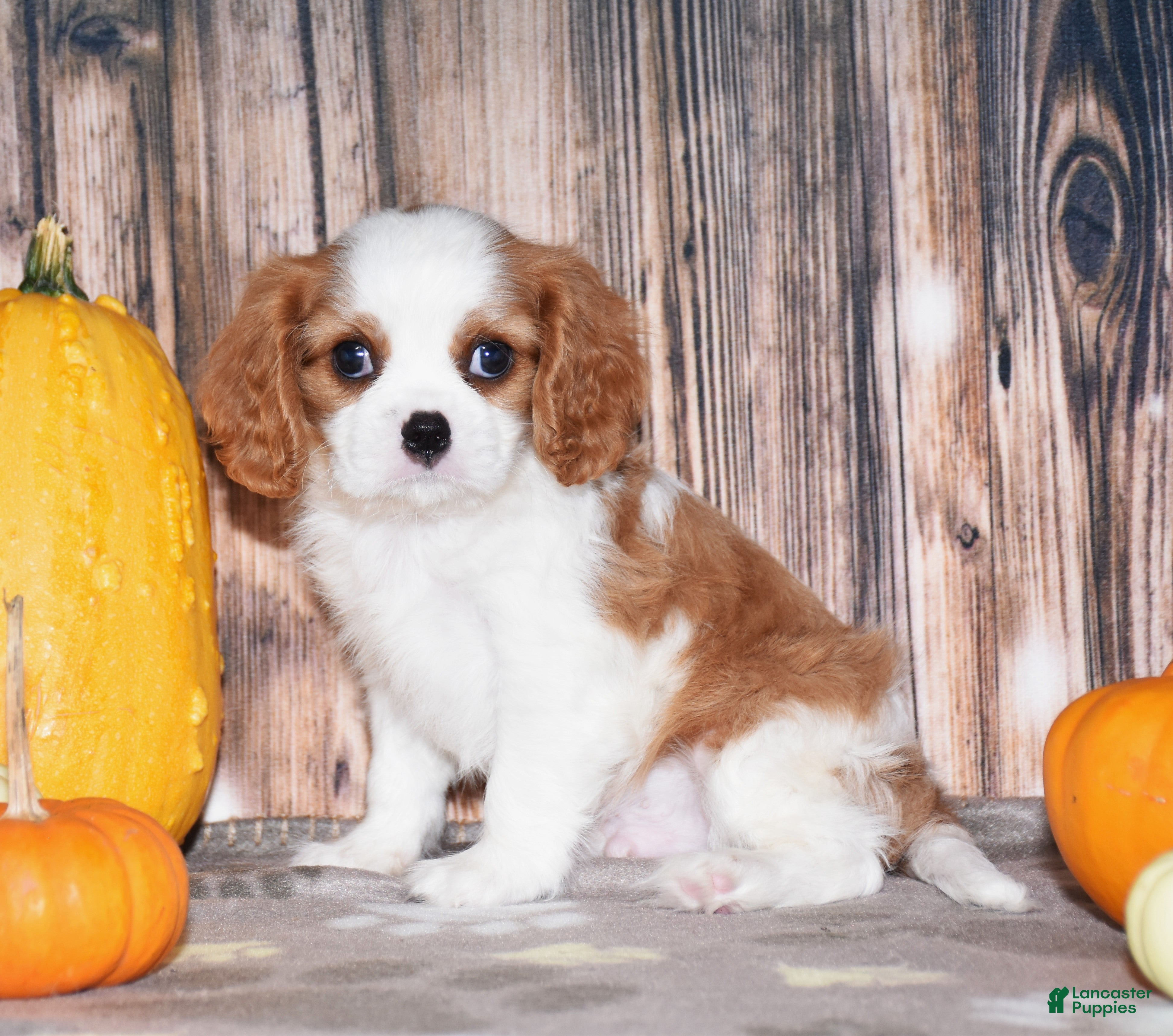 Cavalier King Charles Spaniel dogs for sale: Churro - Ad 1