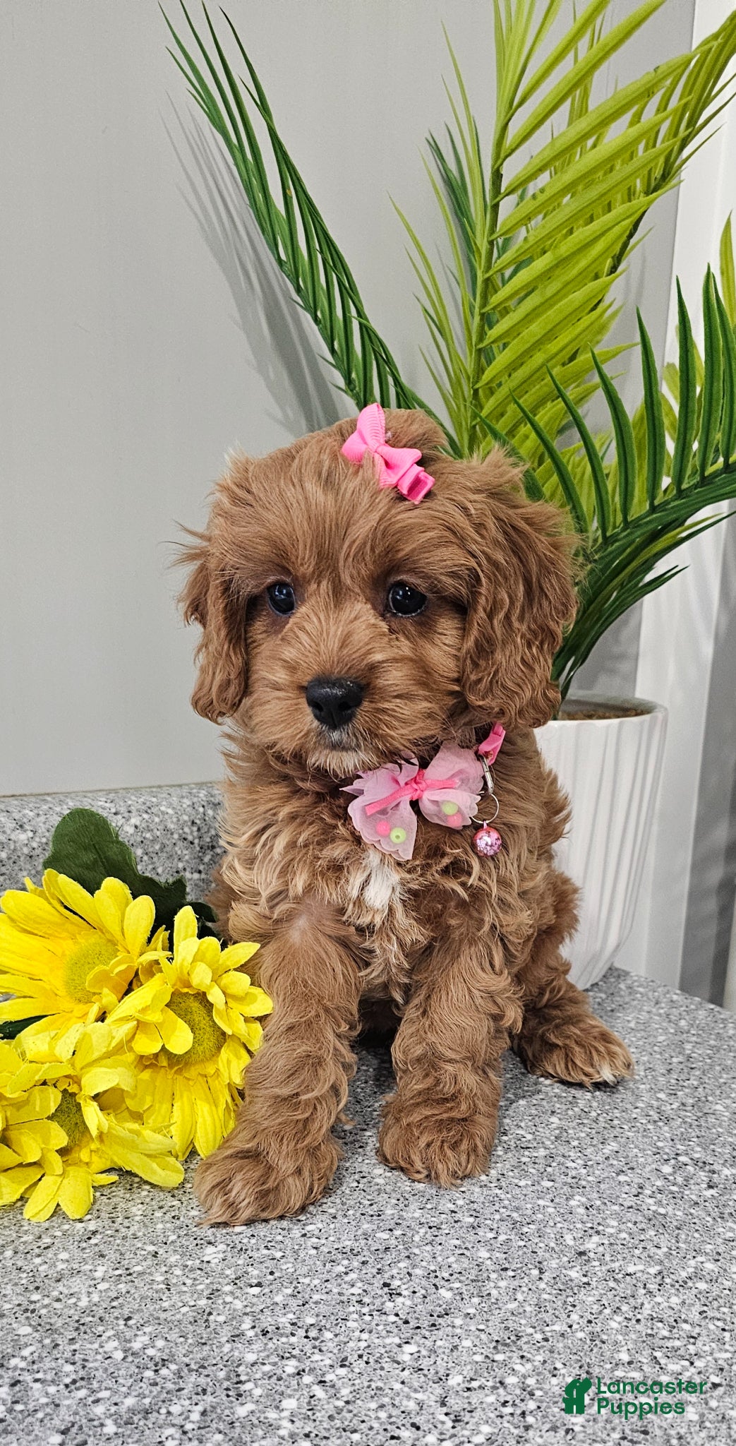 Cavapoo dogs Cavapoo Puppy 1 - Ad 1
