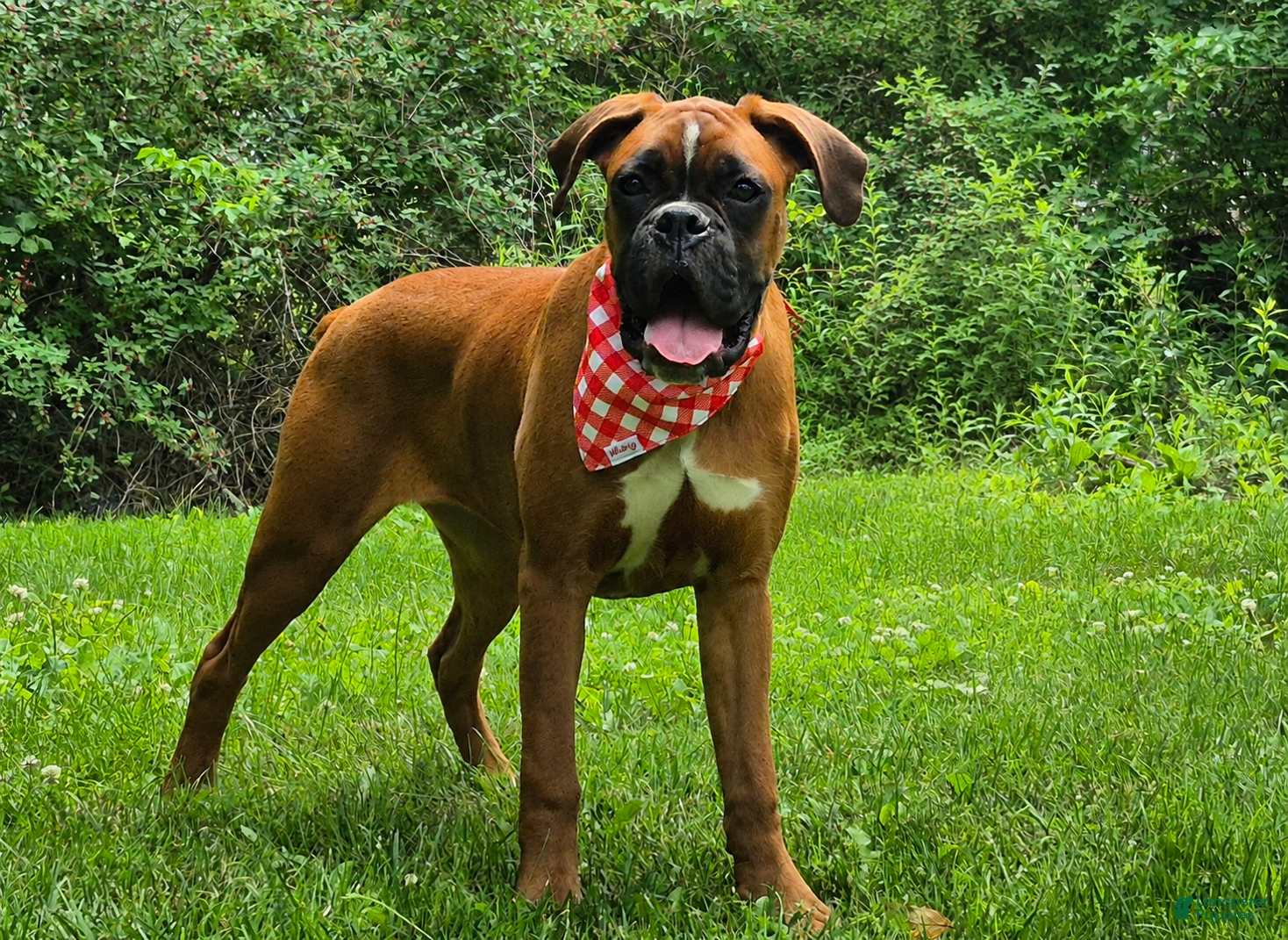Boxer dogs BAILEY - Ad 2