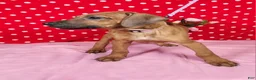 Rhodesian Ridgeback dogs for sale: Zoe - Ad 8