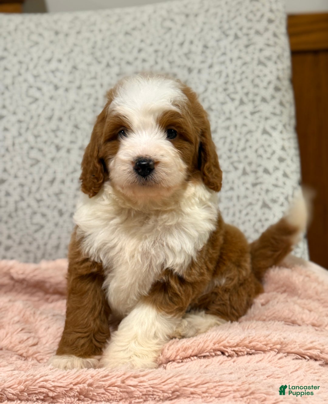 Goldendoodle dogs for sale: Princess - Ad 6