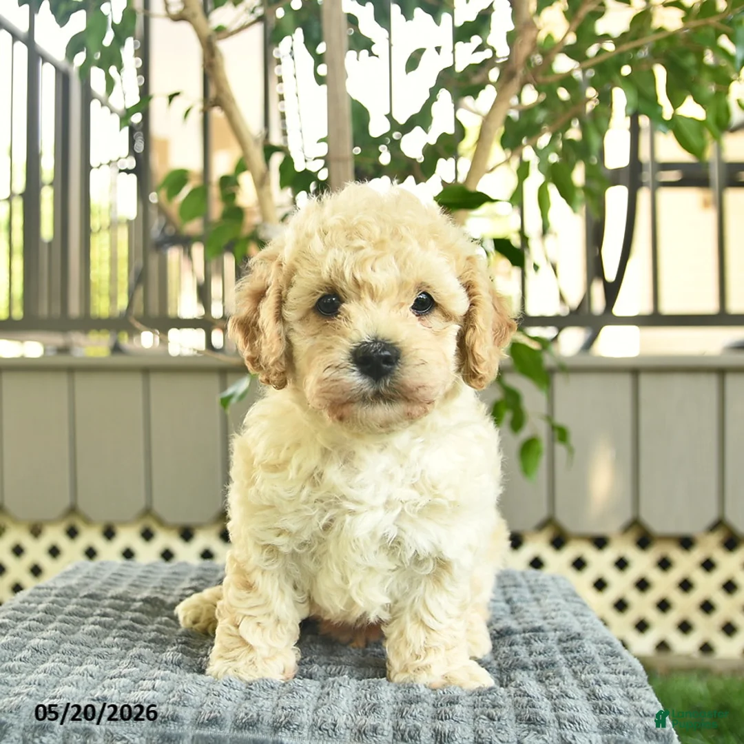 Mini Goldendoodle dogs for sale: Axle  - Ad 1