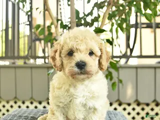 Mini Goldendoodle dogs for sale: Axle - Ad 2