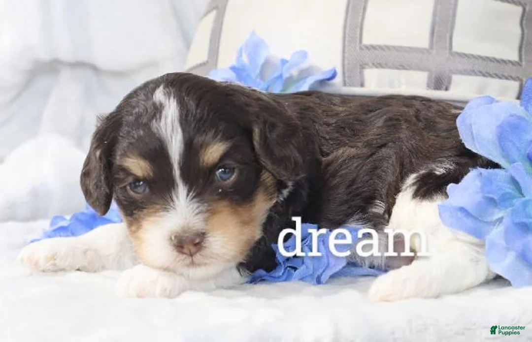 Cavapoo dogs for sale: Journey - Ad 2