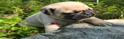 Pug dogs for sale: Moe - Ad 29