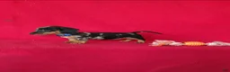Miniature Dachshund dogs for sale: Talia - Ad 7
