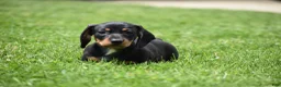 Miniature Dachshund dogs for sale: Slinky - Ad 7