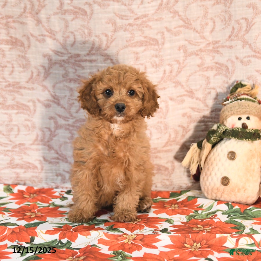 Cavapoo dogs Kyler - Ad 33