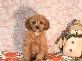 Cavapoo dogs Kyler - Ad 3