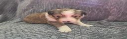 Shetland Sheepdog dogs for sale: Lucius - Ad 5
