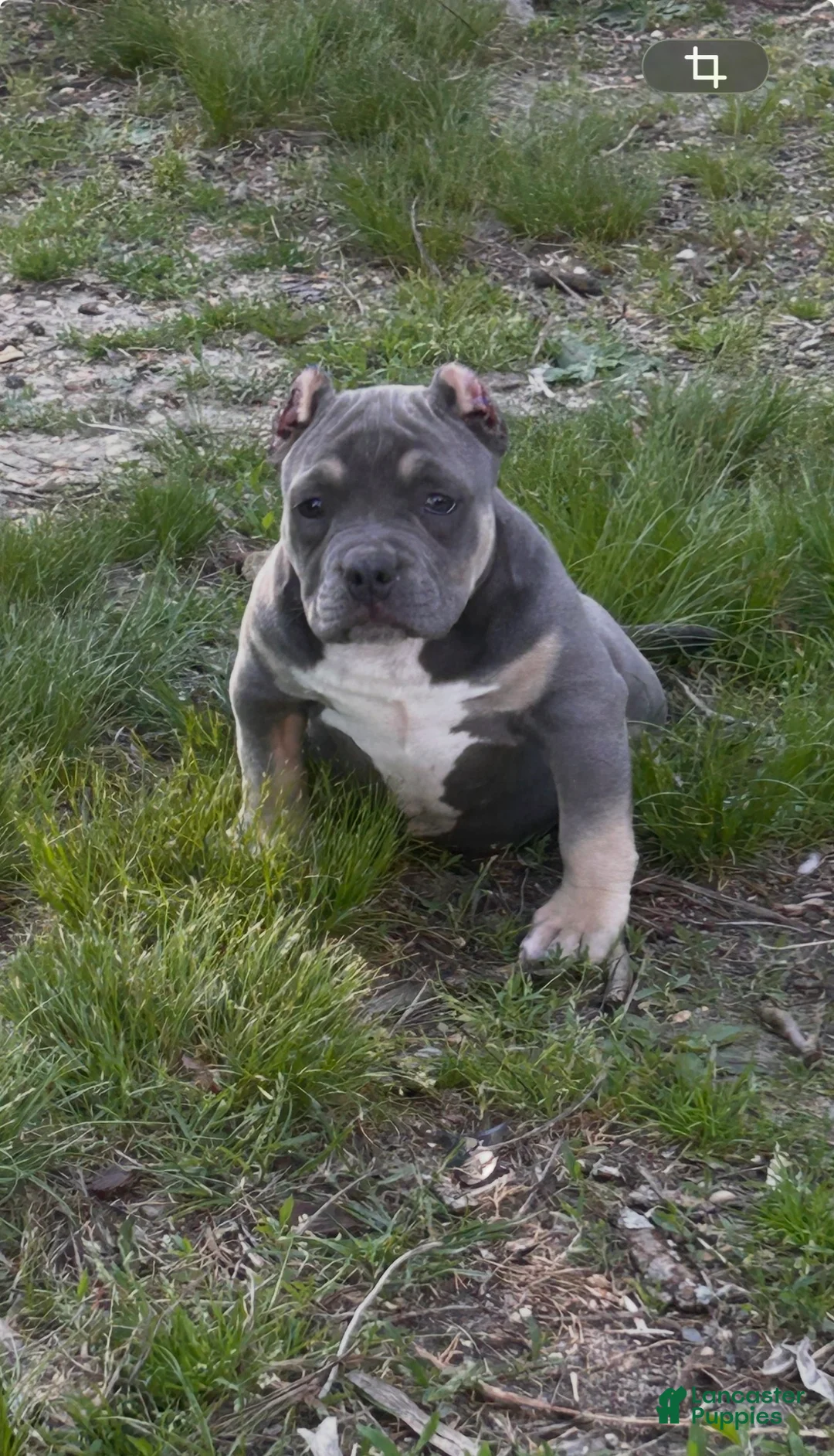 American Bully dogs for sale: Diva - Ad 1