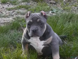 American Bully dogs for sale: Diva - Ad 2