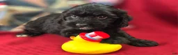 Cavapoo dogs for sale: Trigger - Ad 13